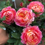 Claude Monet (Клод Моне)